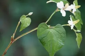 鱼腥草是“害人草”含有一级致癌物？真相是……图片