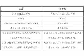 蛇咬伤高发期 防范处理看这里图片