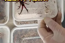 10只世界最大蜈蚣被查获！可达成人半个胳膊长图片