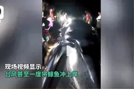热榜！台风“泰利”再次登陆，160斤记者风中像纸片！鲸鱼被冲上岸引围观，两地紧急停课停工停运图片