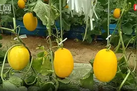 周兵：牛粪上种出色味俱佳的哈密瓜图片