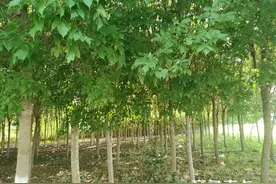 喜欢夏天的绿荫图片