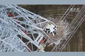 江苏扬州：守护铁塔上的东方白鹳图片