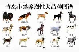 果然视频|藏獒、德牧、杜宾、秋田犬……这40种烈性犬禁养图片