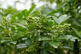 彝良：39万余亩花椒迎来采摘季图片