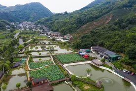 （经济）杭州富阳：新乡贤发展特色农旅产业 助力乡村振兴图片