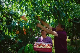 平谷200多个品种鲜桃陆续上市：今年大桃格外甜图片