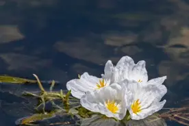 有一种叫云南的生活｜沾益海峰湿地“生态精灵”海菜花悄然绽放图片