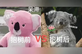 年轻人开始流行“抱树”了？既降温又会让人心情变好？图片