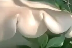 云南一村民挖出3.2公斤巨型野生菌！当地人：该菌名叫巨型口蘑，可食用图片