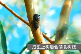 捉知了不会破坏生态，但要防止损毁绿化与林地图片