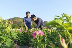 深圳统一战线助力乡村振兴 凝聚社会各界力量推动高质量发展图片