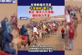 甘肃敦煌月牙泉千余骆驼“罢工”？景区：每天几万游客，骆驼体力不支图片