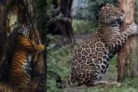 为什么现在公园的树上长满了年轻人？图片