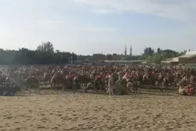 鸣沙山千余骆驼集体“罢工”？景区：人多天热，骆驼体力不支图片