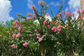 紫粉红白……这个季节，看多彩紫薇花开满街头图片