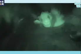 福宝三岁啦！福宝成长日记谁看了不心动图片