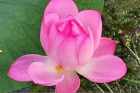 出淤泥而不染图片