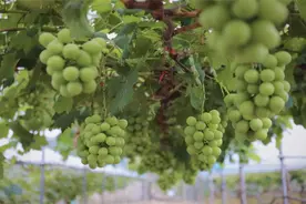 甜蜜来袭~夏天的快乐藏在这里的葡萄园图片