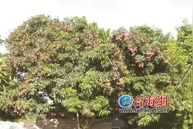 无核荔枝清甜无渣，手撕凤梨细腻甜美——云霄乡村产业振兴走出“美味”之路图片