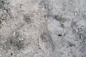 人在旅途|小树苗长成参天大树的奥秘图片