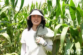 三农记者“战”三伏|玉米收得一箩筐，趣事听了一头晌图片