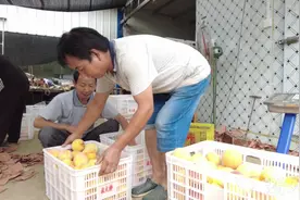 老河口：“春雨黄桃”丰收上市 果农收获甜蜜一夏图片