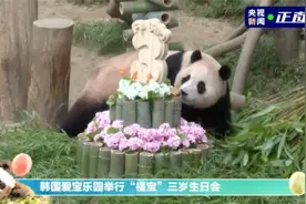 福宝，三岁啦！图片