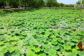 千城百县看中国｜内蒙古通辽：夏日荷花别样红图片