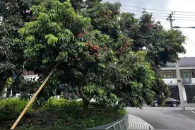 涪陵区南沱镇荔枝熟了 采摘时间持续到8月下旬图片