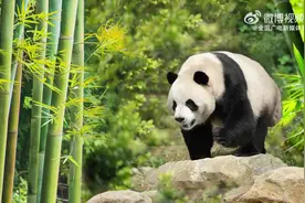 萌翻啦！当“滚滚”组团参加大运……图片