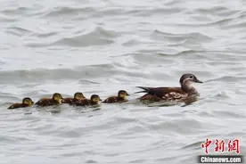 杭州西湖第23窝小鸳鸯出窝 刷新近七年出窝时间最晚纪录图片
