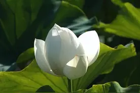 行摄华山——出水芙蓉，冰清玉洁图片