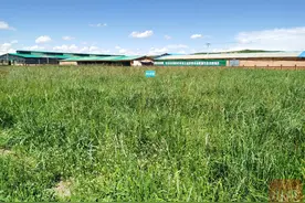 我们的家园丨红原县：牦牛产业转型升级 这些地方有秘诀图片