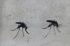 高温天气让今夏蚊子变少了？真相是……图片