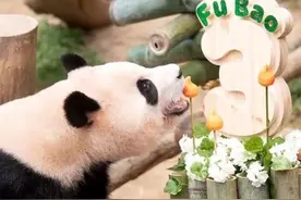 旅韩大熊猫“福宝”迎3周岁生日 回国相亲进入倒计时图片