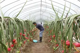 练塘头茬火龙果成熟啦！快来尝鲜~图片