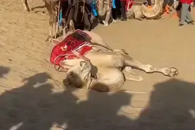 马上评｜骆驼累了怎么办？图片