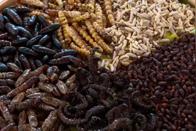 来云南宁洱挑战“虫虫宴”图片