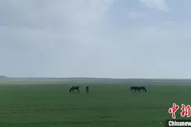内蒙古阿巴嘎草原牧马人：蒙古马驰骋草原，是最好的保护和传承图片