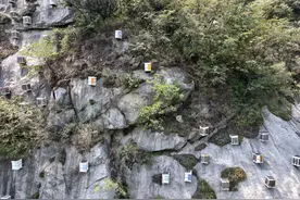 高温持续、雨季迟来，京郊中华蜂面临食物困境图片