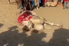 敦煌鸣沙山骆驼超负荷工作倒地不起？景区称是在地上打滚止痒图片