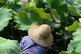 走，到村里摘莲子去！图片