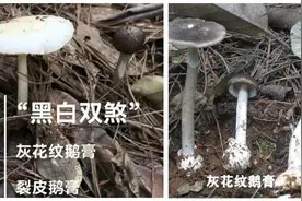 吃完后可能看见“小人”的见手青火出圈，专家提醒：烹饪不当可能中毒图片