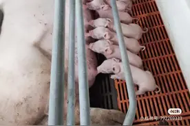 32岁女程序员去猪场做饲养员：养猪没有失业焦虑，撑得住能干到退休，但体力劳动比写代码更累图片