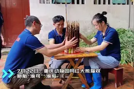 重庆大熊猫“渝可渝爱”一岁啦！生日Party人气爆棚图片