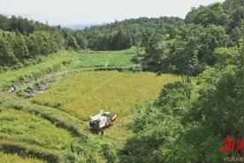 凤凰：5万亩春荞陆续收割 预计产量可达200万斤图片