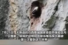 又一只雏鸟出洞！恩城国家保护区的冠斑犀鸟数量已达11只图片
