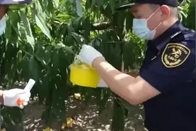 外来物种入侵有哪些危害？途径有哪些？官方科普来了图片