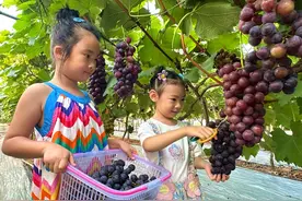 四川仁寿：盛夏醉美葡萄园，口口回甜品舌甘图片